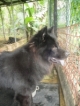 Beautiful black Chow male, about 2.5 years old - deserves finally a really good home. Owner doesn't want him no more. Tommy is very friendly to people! For questions contact: Andrea 829-429-7887 or
athumeyer@gmail.com