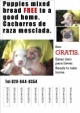 Nice Puppies for free to a good home.
call now and get your.
they are all ready to go.
please call:829-644-8354
