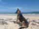 Dog training, i train your dog privately 2 hours a day, education and obedience at the belgian way. Reservation on:  didier.dogtraining@gmail.com   or call 829-907-0285
