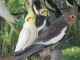 Birds for sale from breeder!
Budgies, Love birds, Cockatiels & more. Contact Andrea 809-462-8140 or bummi47@yahoo.com