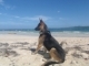 Dog training, i train your dog privately 2 hours a day, education and obedience at the belgian way. Reservation on: didier.dogtraining@gmail.com or call 829-907-0285