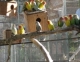 Birds for sale by breeder! * 

Ringnecks * Lovebirds * Budgies * Cockatiels * cebra doves * and others...

Andrea 809-462-8140 or bummi47@yahoo.com