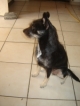 Small female dog free to a good home. 829-840-0249