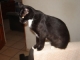Black and white female cat, spaded, for free. Good friend with the dog posted also. 802-840-0249