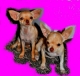 Pedigree puppies Chihuahua,5 month. Excellent purity of breed! Elite parents from Europe, winners international dog show. All documents and vaccinations available. Boy and girl. APPLE FACE !!! For viewing contact by phone, 809-571-04-46, Kirill. kitp38@gmail.com.