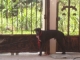 Awesome black Great dane 1 year and 1 month months old