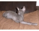 Don Sphynx kitten for sale. Boy black color. 3 months old, potty trained. Completely hairless, velvety smooth skin and amazing loving personality - thats what makes Don Sphynx cats so unique! Call me and come get your kitten now. 8298871914 or email to dominicanfairy at gmail com . We are located in Sosua but can deliver kitten anywhere from Santo Domingo to New York.
Expecting next litter by the end of january.