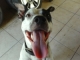 male pitbull. best offer. he is young, about a year, been a good pet, just dont want a dog anymore. surfkick@hotmail.com