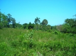 Lot For Sale Bombita vacation rental in Cabarete