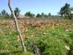 Building Lot Cabarete ** REDUCED TO 53.000!!! vacation rental in Cabarete