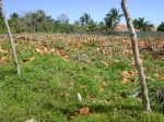 Construction Lot Cabarete REDUCED TO 49.500! vacation rental in Cabarete